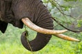 African elephant eating yellow barked Acacia, fever tree at Ngorongoro Crater, Tanzania, Africa Royalty Free Stock Photo