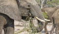 African Elephant eats Branches from an Acacia Tree