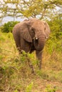 African elephant eats thorny branch under tree