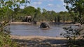 African elephant enjoying a mud bath in a waterhole in Moremi Game Reserve near Maun, Okavango Delta, Botswana, Africa. Royalty Free Stock Photo