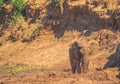 African elephant having a mud bath Luvuvhu river Kruger National Park
