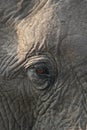 African Elephant eye