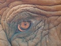 30 African Elephant eye close encounter sanctuary trunk Royalty Free Stock Photo