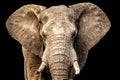 African elephant facing camera with ears out and black background