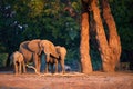 African elephant family on the bank of Zambezi, lit by orange light of setting sun against dark green forest. Wildlife scene from