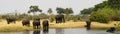 African Elephant family Royalty Free Stock Photo