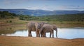 African Elephant Family Royalty Free Stock Photo