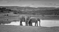 African Elephant Family Royalty Free Stock Photo