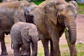 African elephant family Royalty Free Stock Photo