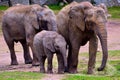 African elephant family Royalty Free Stock Photo