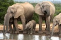 African Elephant Family Group