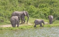 African Elephant Family Group along a River Royalty Free Stock Photo