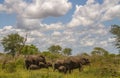 African elephant family group of cows and calves