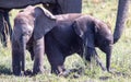 African elephants enjoy a mud bath Royalty Free Stock Photo