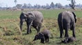 African elephants enjoy a mud bath Royalty Free Stock Photo