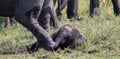 African elephants enjoy a mud bath Royalty Free Stock Photo