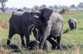 African elephants enjoy a mud bath Royalty Free Stock Photo