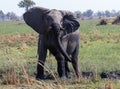 African elephants enjoy a mud bath Royalty Free Stock Photo