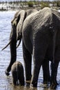 African Elephant family at lake walking Royalty Free Stock Photo