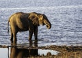 African Elephant family at lake walking and drinking Royalty Free Stock Photo