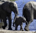 African Elephant family at lake walking and drinking Royalty Free Stock Photo