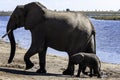 African Elephant family at lake walking Royalty Free Stock Photo