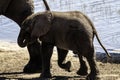 African Elephant family at lake walking Royalty Free Stock Photo