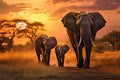 African elephant family (Loxodonta africana) Royalty Free Stock Photo