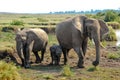 Masai Mara landscape with African elephant family Loxodonta africana Royalty Free Stock Photo
