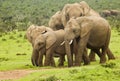 African elephant family on a pathway Royalty Free Stock Photo