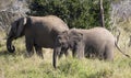 African elephant family in the African savannah of South Africa in Kruger National Park Royalty Free Stock Photo