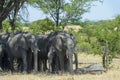 African elephant family under tree Royalty Free Stock Photo