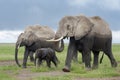 African Elephant family walking in landscape Royalty Free Stock Photo