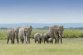 African Elephant family walking in landscape Royalty Free Stock Photo