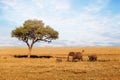 African Elephant family walking on savanna. Royalty Free Stock Photo