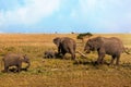 African Elephant family walking on savanna in serengeti national park Royalty Free Stock Photo