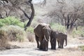 African elephant family walking Royalty Free Stock Photo
