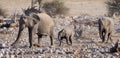 African elephant family walking to the waterhole, etosha nationalpark, namibia Royalty Free Stock Photo