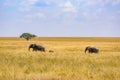 African Elephant Family with young baby Elephant in the savannah of Serengeti at sunset. Acacia trees on the plains in Serengeti Royalty Free Stock Photo