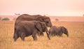 African Elephant Family with young baby Elephant in the savannah of Serengeti at sunset. Acacia trees on the plains in Serengeti Royalty Free Stock Photo