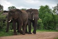 African Elephant family Zimbabwe Royalty Free Stock Photo