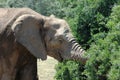 African elephant feeding Royalty Free Stock Photo