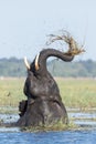 African Elephant feeding, Chobe River, Botswana Royalty Free Stock Photo