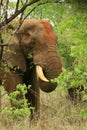 African Elephant feeding on Mopani