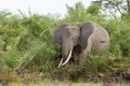 African Elephant feeding on Palms, Amboseli, Kenya