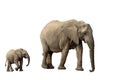 African Elephant Isolated On White Royalty Free Stock Photo