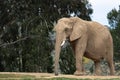 African elephant, female walking, trees in background, large ears, calm peaceful powerful animal