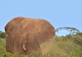 african elephant flapping its ears to spread dust over its head and body in the wild savannah of buffalo springs national reserve Royalty Free Stock Photo