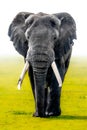 African elephant during a foggy morning in Ngorongoro Crater National Park, Tanzania Royalty Free Stock Photo