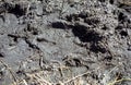 African elephant footprint, Okavango Delta, Botswana Royalty Free Stock Photo